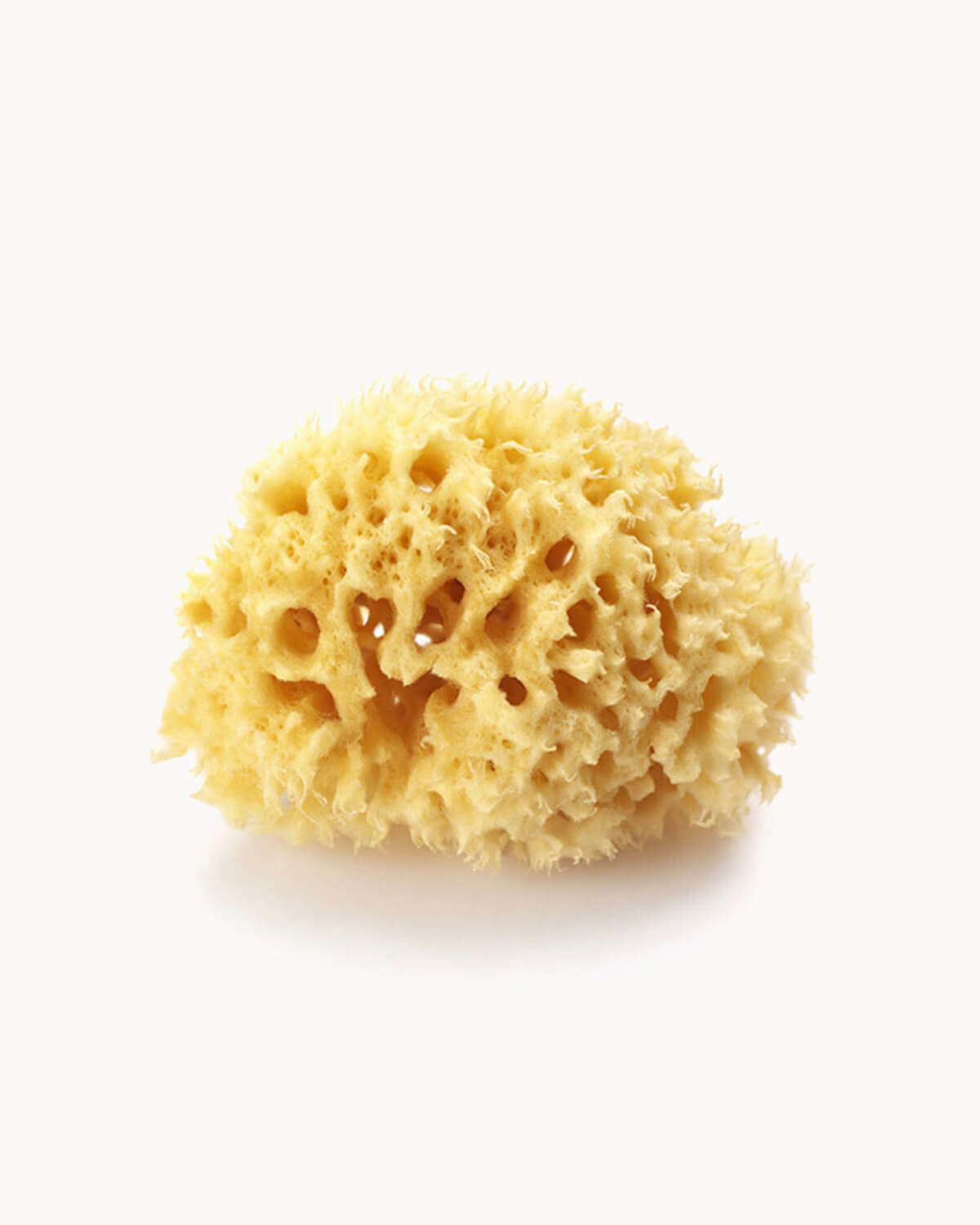 Natural Sea Sponge